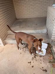 Found/Stray Male Dog last seen 48th and Joliet, Lubbock, TX 79413