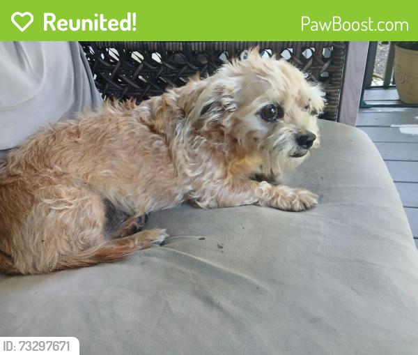 Reunited Male Dog last seen East flt church rd, Lenoir, NC 28645