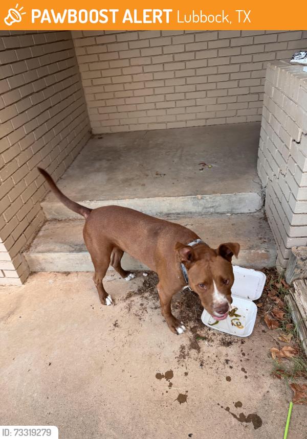 Found/Stray Male Dog last seen 48th and Joliet, Lubbock, TX 79413