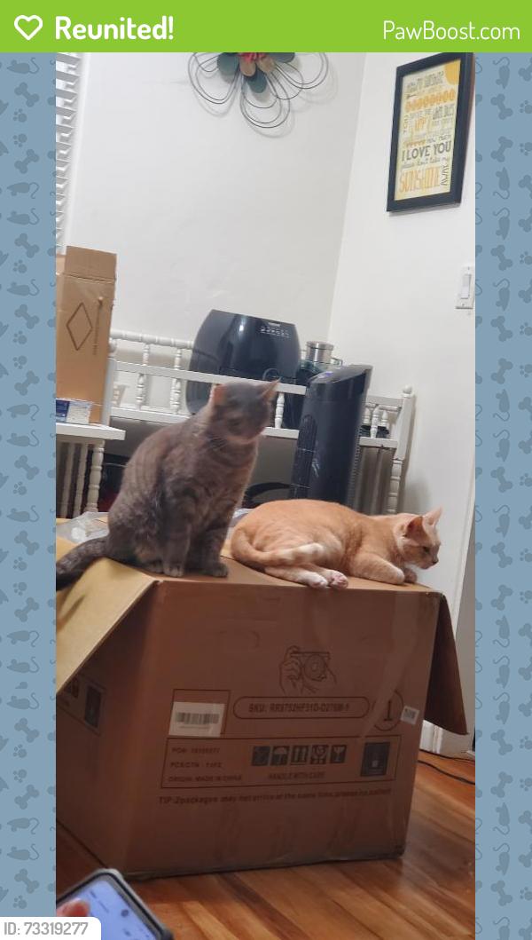 Reunited Female Cat last seen Near Englewood Dr, Lemon Grove, CA 91945, USA, Lemon Grove, CA 91945