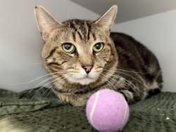 Shelter Stray Male Cat last seen Cross Bronx Expy, BRONX, NY, 10472, 326 E 110th St, New York, NY 10029, USA