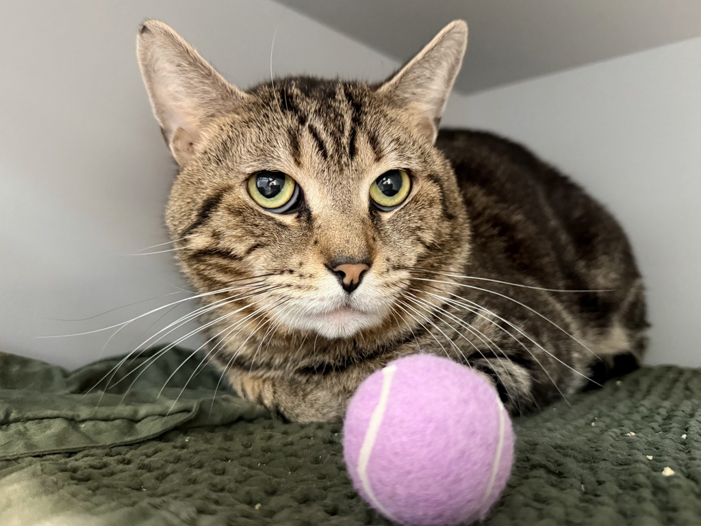 Shelter Stray Male Cat last seen Cross Bronx Expy, BRONX, NY, 10472, 326 E 110th St, New York, NY 10029, USA