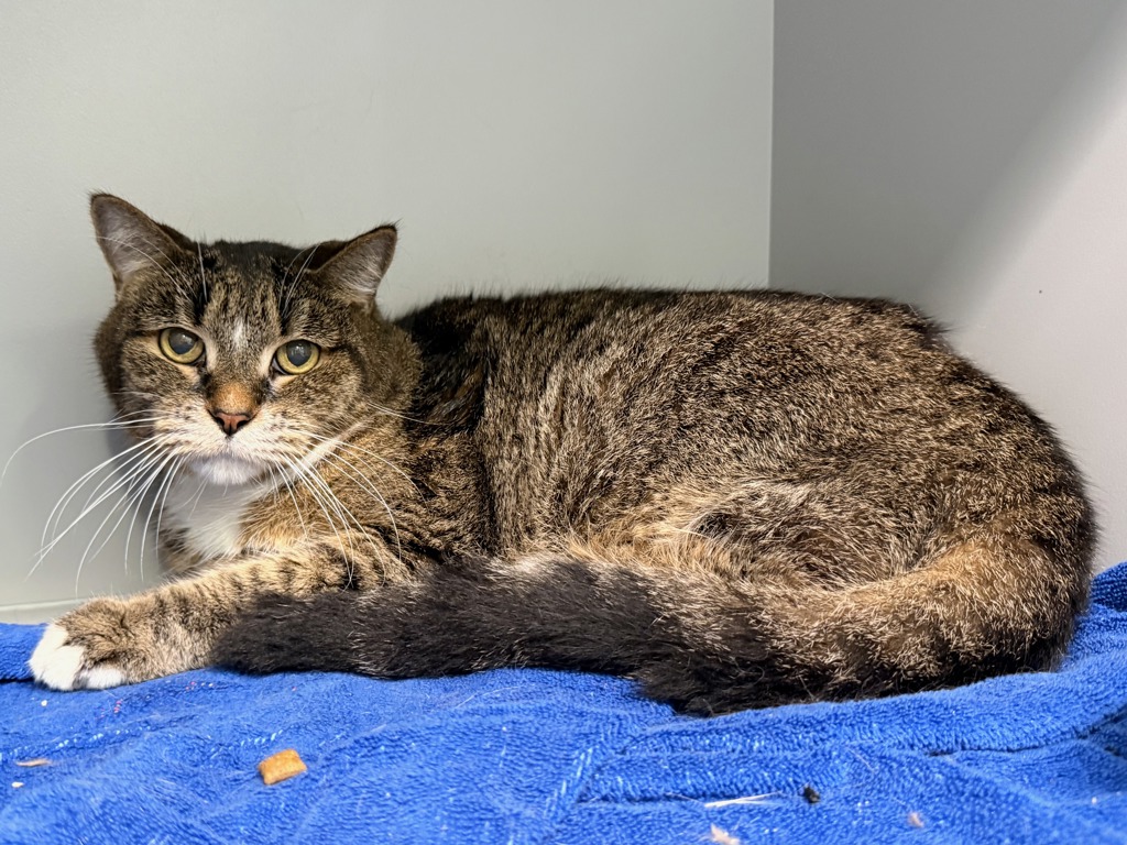 Shelter Stray Female Cat last seen Apt 6H,523 E 78th Street, NEW YORK, NY, 10075, 326 E 110th St, New York, NY 10029, USA