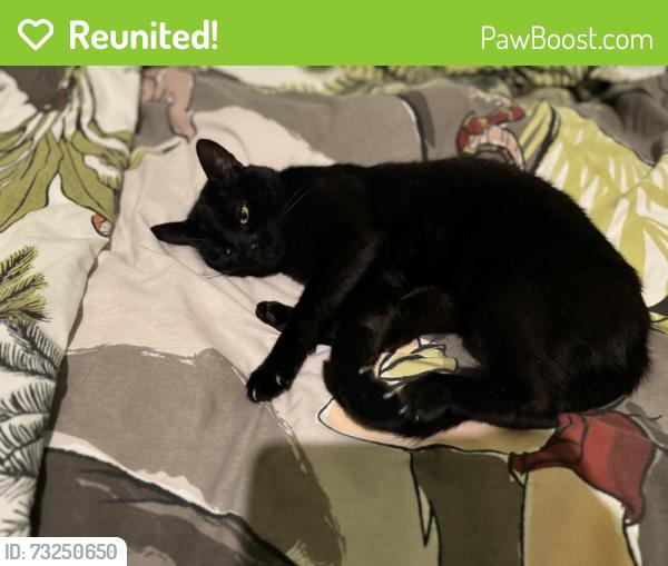 Reunited Male Cat last seen Heather Grove 58 Wigan, Greater Manchester, England WN5 9PN