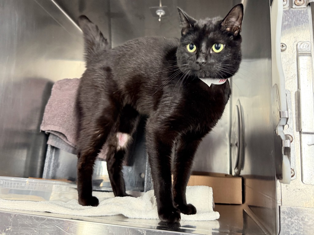 Shelter Stray Male Cat last seen Near Lott Avenue, BROOKLYN, NY, 11212, 326 E 110th St, New York, NY 10029, USA