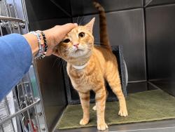 Shelter Stray Male Cat last seen Apt 2B,1654 Grand Avenue, BRONX, NY, 10453, 326 E 110th St, New York, NY 10029, USA