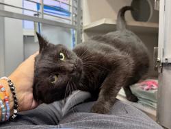Shelter Stray Male Cat last seen Near Walton Avenue, BRONX, NY, 10453, 326 E 110th St, New York, NY 10029, USA