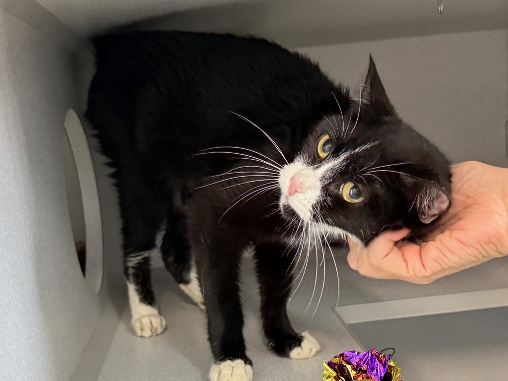 Shelter Stray Female Cat last seen Near Lott Avenue, BROOKLYN, NY, 11212, 326 E 110th St, New York, NY 10029, USA