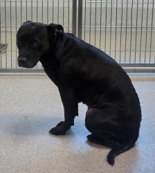 Shelter Stray Female Dog last seen Near Manila Court, WATERFORD, MI, 48329, 1200 N Telegraph Building 42E, Pontiac, MI 48340, USA