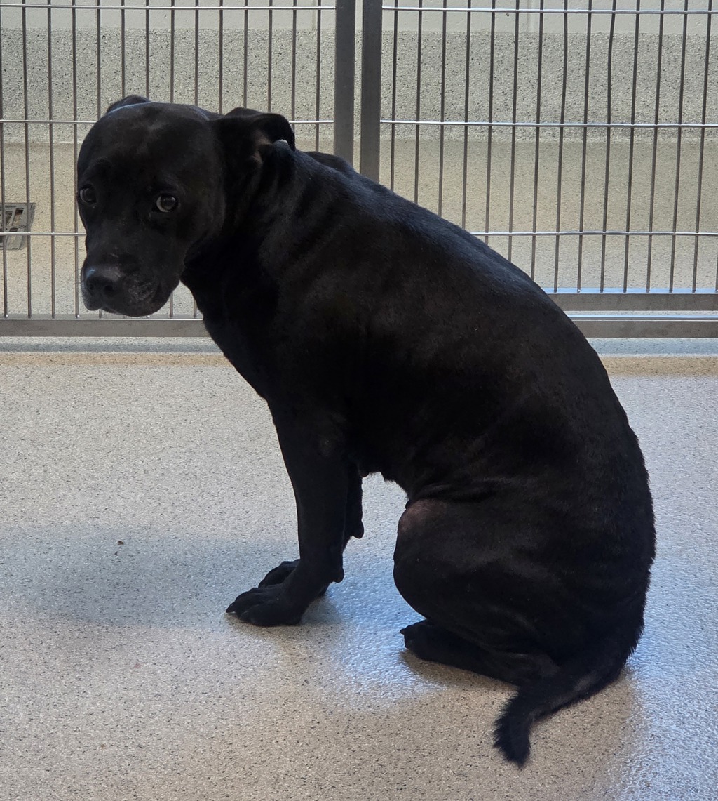 Shelter Stray Female Dog last seen Near Manila Court, WATERFORD, MI, 48329, 1200 N Telegraph Building 42E, Pontiac, MI 48340, USA