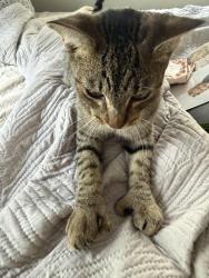 Found/Stray Male Cat last seen Near Plano Inns and suites, Plano, TX 75023