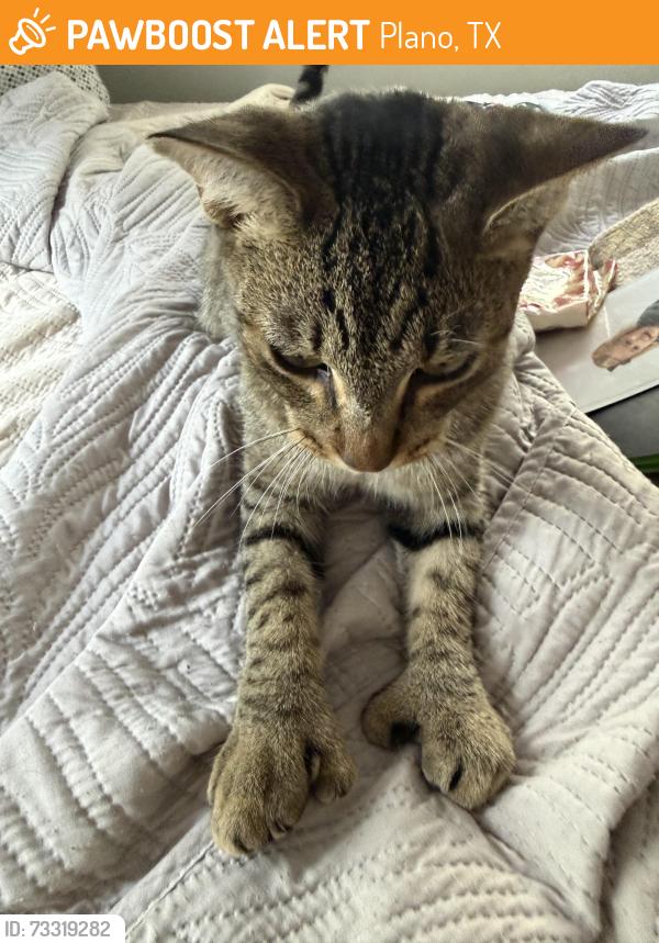 Found/Stray Male Cat last seen Near Plano Inns and suites, Plano, TX 75023