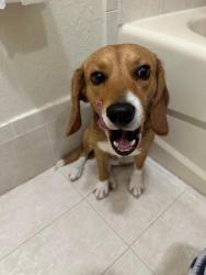 Reunited Male Dog last seen 17361–17399 NW 69th Ct Hialeah, FL 33015 United States, Country Club, FL 33015