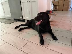 Reunited Female Dog last seen Kismet and Nelson, Cape Coral, FL 33993