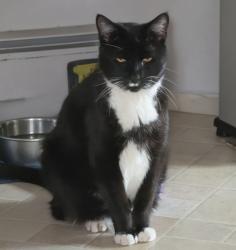 Lost Male Cat last seen W WESLEY AVE S Acoma, Denver, CO 80223