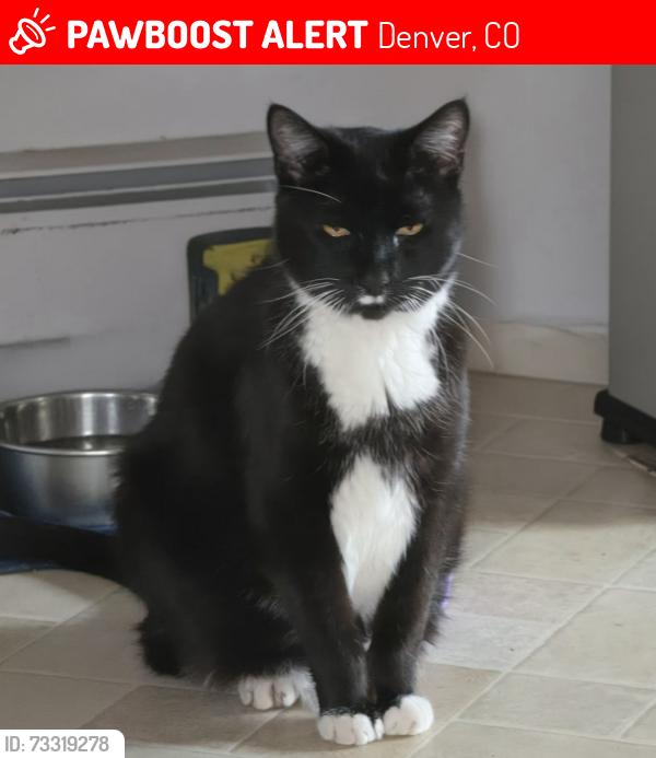 Lost Male Cat last seen W WESLEY AVE S Acoma, Denver, CO 80223