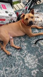Reunited Male Dog last seen Addison and Narragansett, Chicago, IL 60634