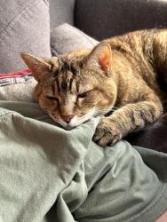 Reunited Female Cat last seen Laurie Ave, Boston, MA 02132