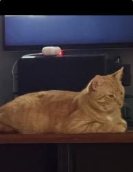 Reunited Male Cat last seen Pinewood manor big blue and oleaster, Wellington, FL 33414