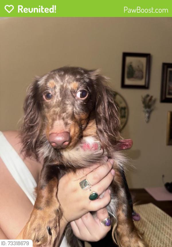 Reunited Male Dog last seen Buckingham Dr NW, Knoxville, TN 37909, USA, Knoxville, TN 37909
