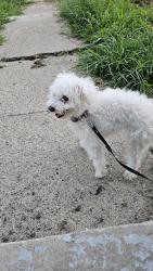 Lost Female Dog last seen Paris avenue, Indianapolis, IN 46208