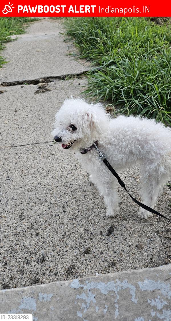 Lost Female Dog last seen Paris avenue, Indianapolis, IN 46208