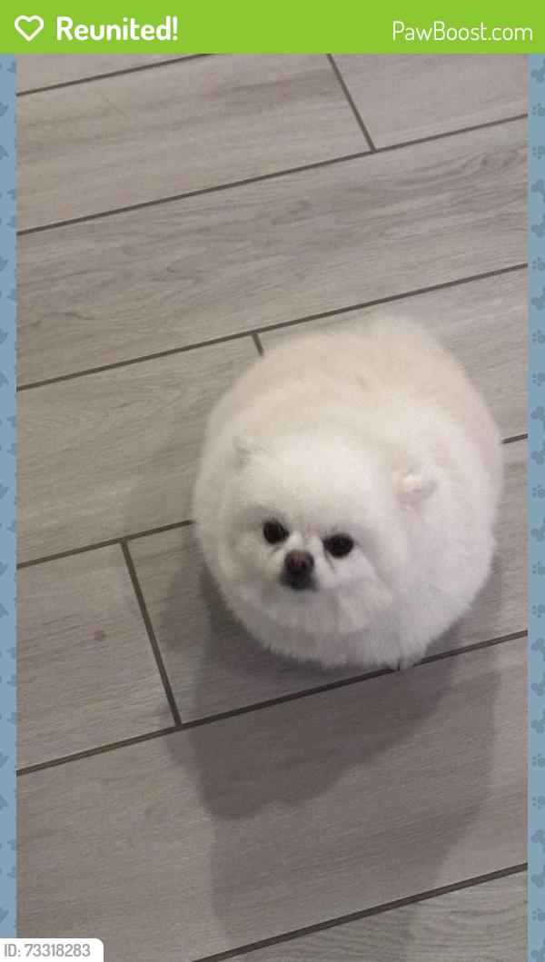 Reunited Female Dog last seen Triple Knot Court and Wigwam, Las Vegas, NV 89113