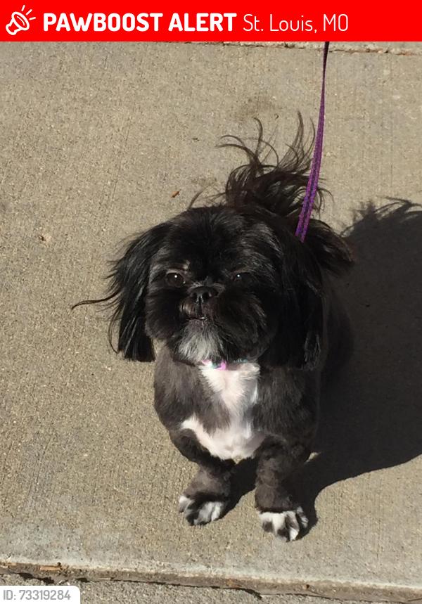 Lost Female Dog last seen McPherson Ave & Whittier Street, St. Louis, MO 63108