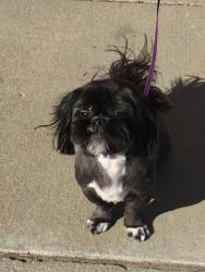Lost Female Dog last seen McPherson Ave & Whittier Street, St. Louis, MO 63108