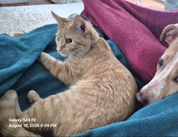 Lost Female Cat last seen State park rd. Timber Ln. Hall Rd, Greenville, SC 29609