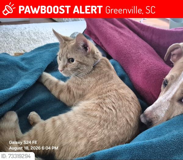 Lost Female Cat last seen State park rd. Timber Ln. Hall Rd, Greenville, SC 29609