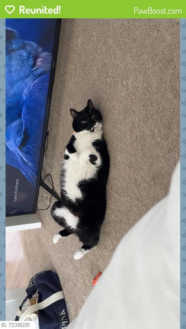Reunited Male Cat last seen Chestnut Street, Wilmington, NC 28405