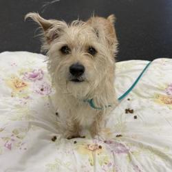 Shelter Stray Male Dog last seen , 361 S Raymond Ave, Pasadena, CA 91105, USA