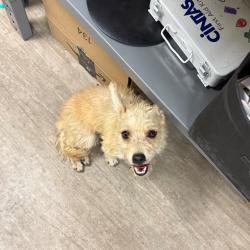 Shelter Stray Female Dog last seen , 361 S Raymond Ave, Pasadena, CA 91105, USA