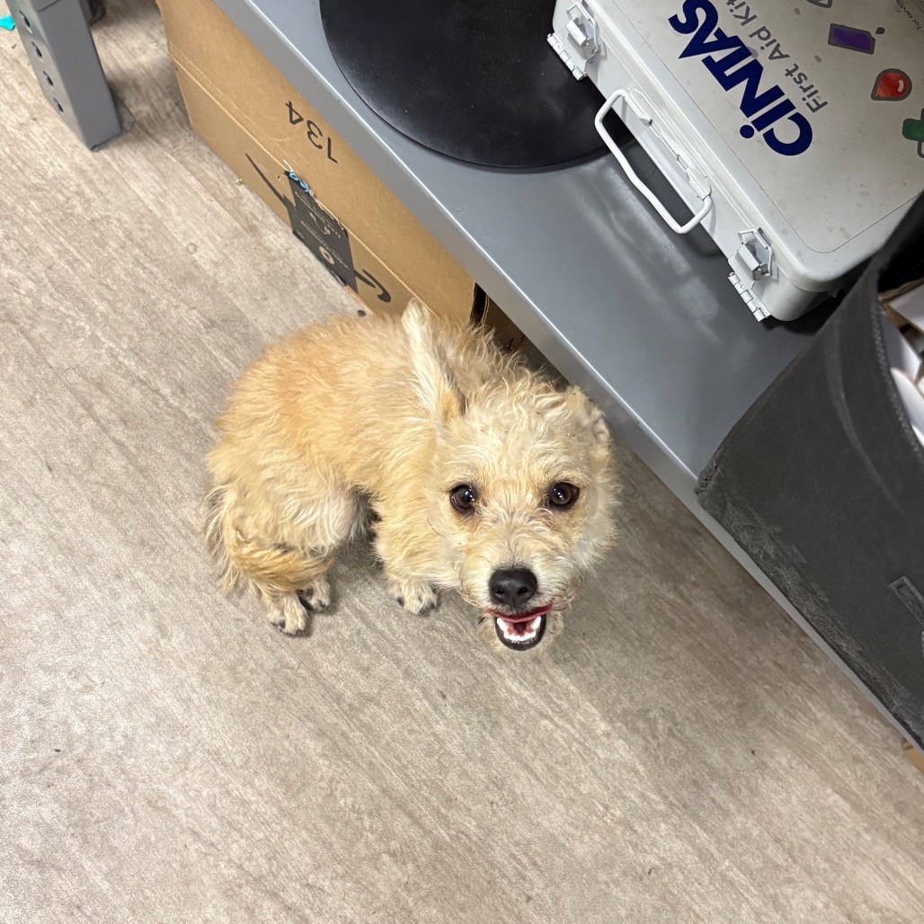 Shelter Stray Female Dog last seen , 361 S Raymond Ave, Pasadena, CA 91105, USA