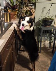 Reunited Male Dog last seen Zion Church and Grove Rd, Windsor Township, PA 17356