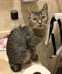 Reunited Female Cat last seen north/bradford NE, Grand Rapids, MI 49503