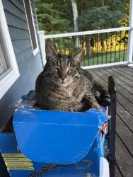 Lost Male Cat last seen Near summit dr, New Boston, NH 03070