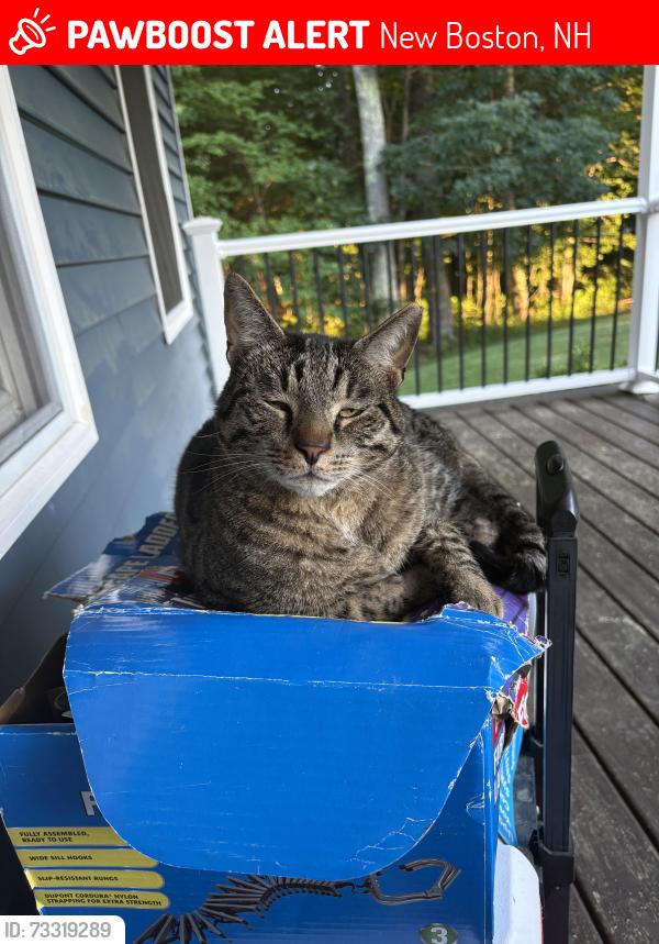 Lost Male Cat last seen Near summit dr, New Boston, NH 03070