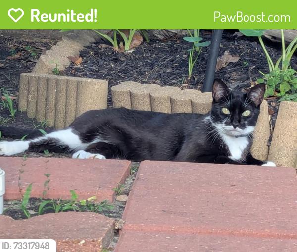 Reunited Female Cat last seen Driftwood & Fairmont Parkway, La Porte, TX 77571