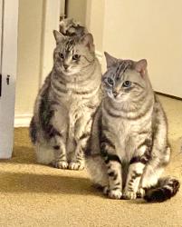 Reunited Male Cat last seen Summercrest/john jones, Burleson, TX 76028