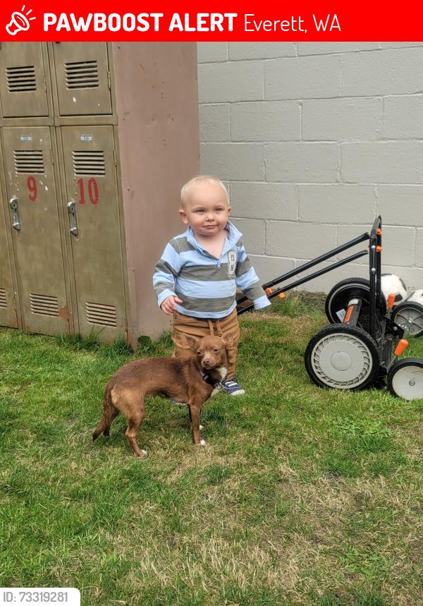 Lost Female Dog last seen None, Everett, WA 98201