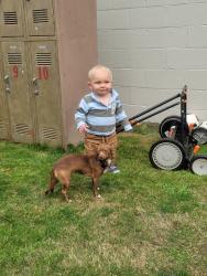 Lost Female Dog last seen None, Everett, WA 98201