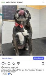Reunited Female Dog last seen Wilson ave, hazelwood st, Saint Paul, MN 55106