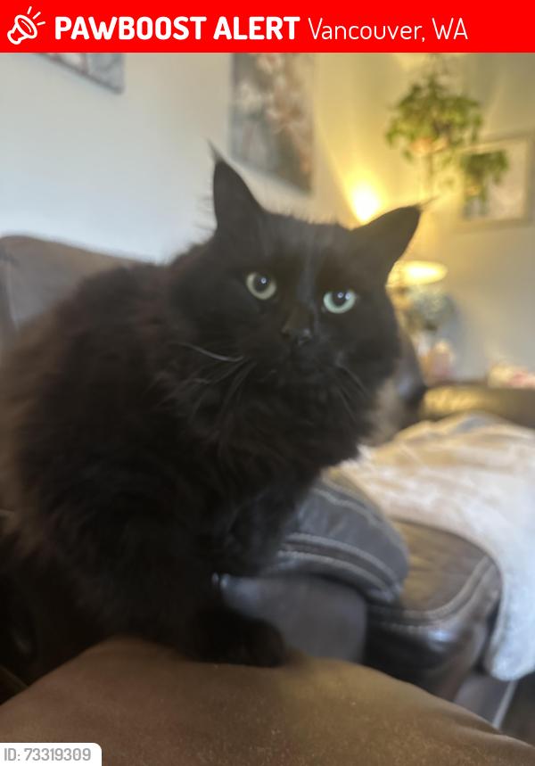 Lost Male Cat last seen Mill Plain and Morrison, Vancouver, WA 98664