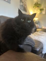Lost Male Cat last seen Mill Plain and Morrison, Vancouver, WA 98664