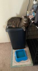 Reunited Male Cat last seen Rolling hills est, Cheyenne, WY 82009