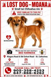 Lost Female Dog last seen Carteira dr with Rideau Crescent, St. Catharines, ON 
