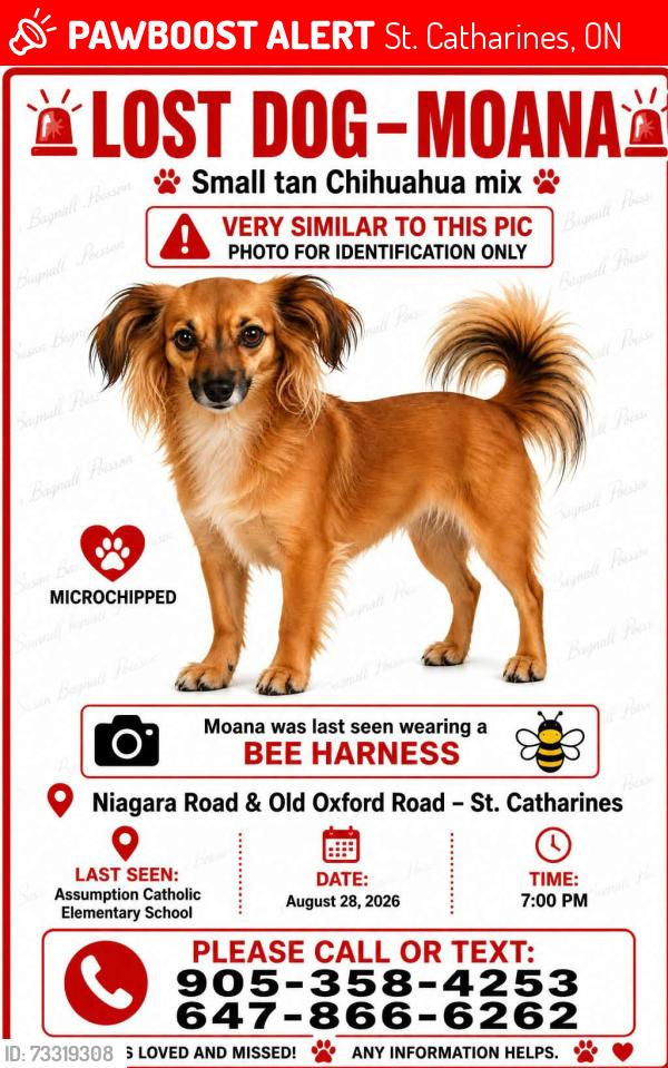 Lost Female Dog last seen Carteira dr with Rideau Crescent, St. Catharines, ON 