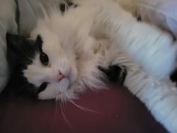 Lost Male Cat last seen Pine street Spokane WA, Spokane, WA 99206